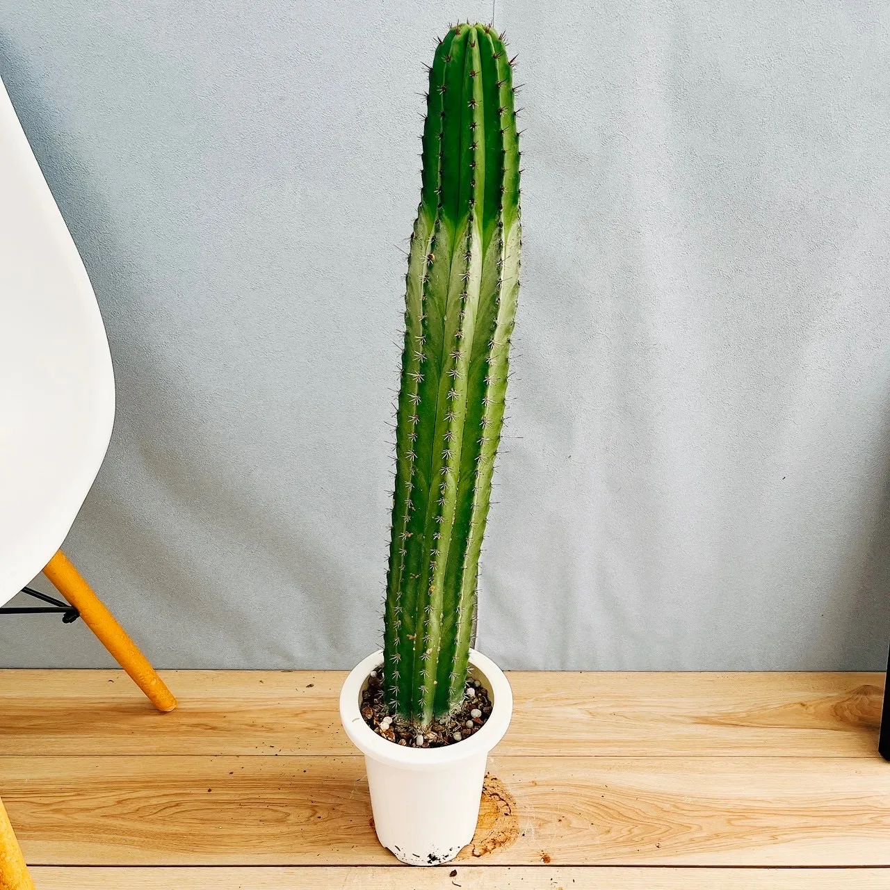 2025年最新】雷神閣の人気アイテム - メルカリ