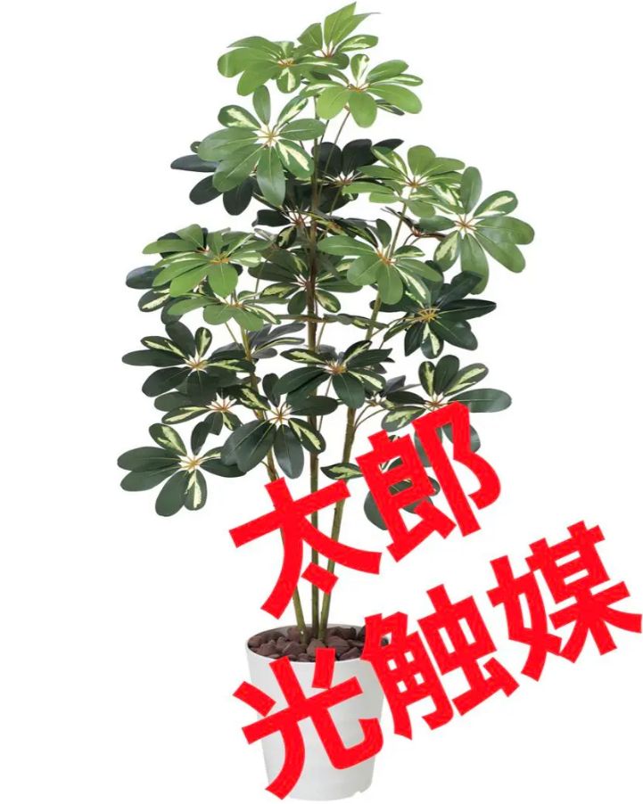 光触媒　人工観葉植物　ウォールグリーン　フェイクグリーン　カポック 1.8m