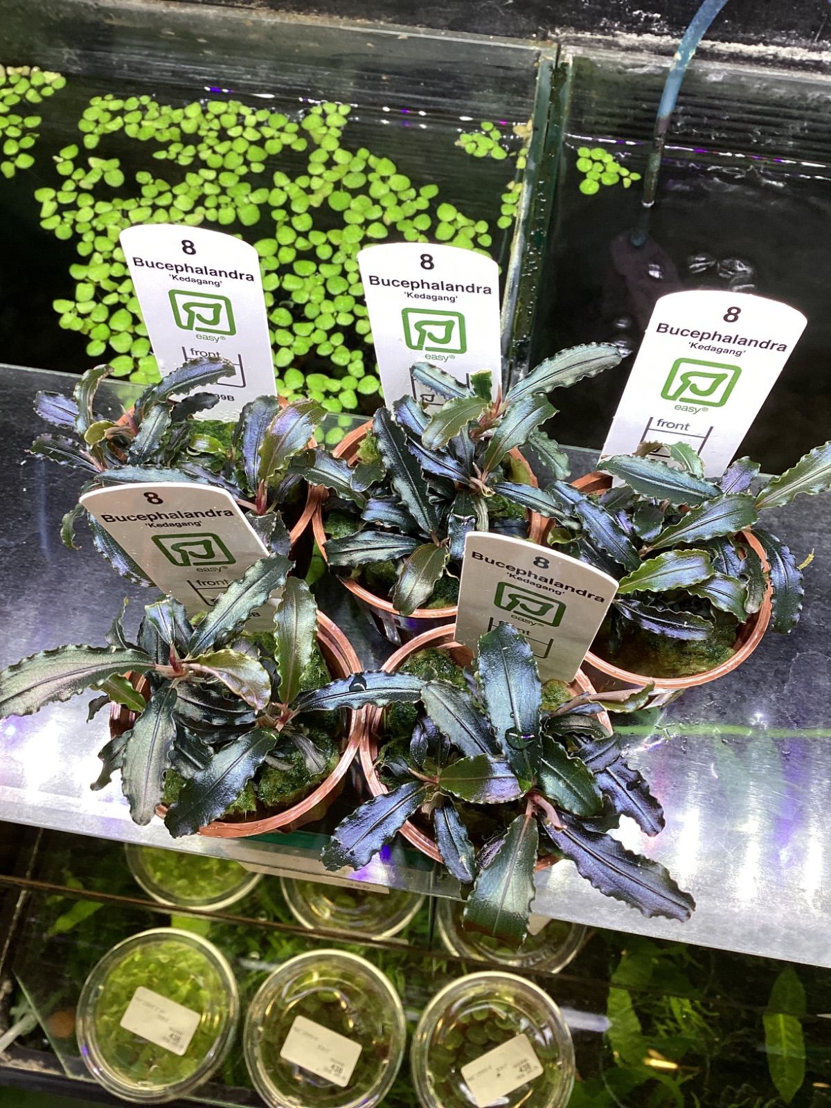 ブセファランドラ クダガン1個 トロピカ トロピカ ブセファランドラ クダガン 1ポット アクアテイラーズ