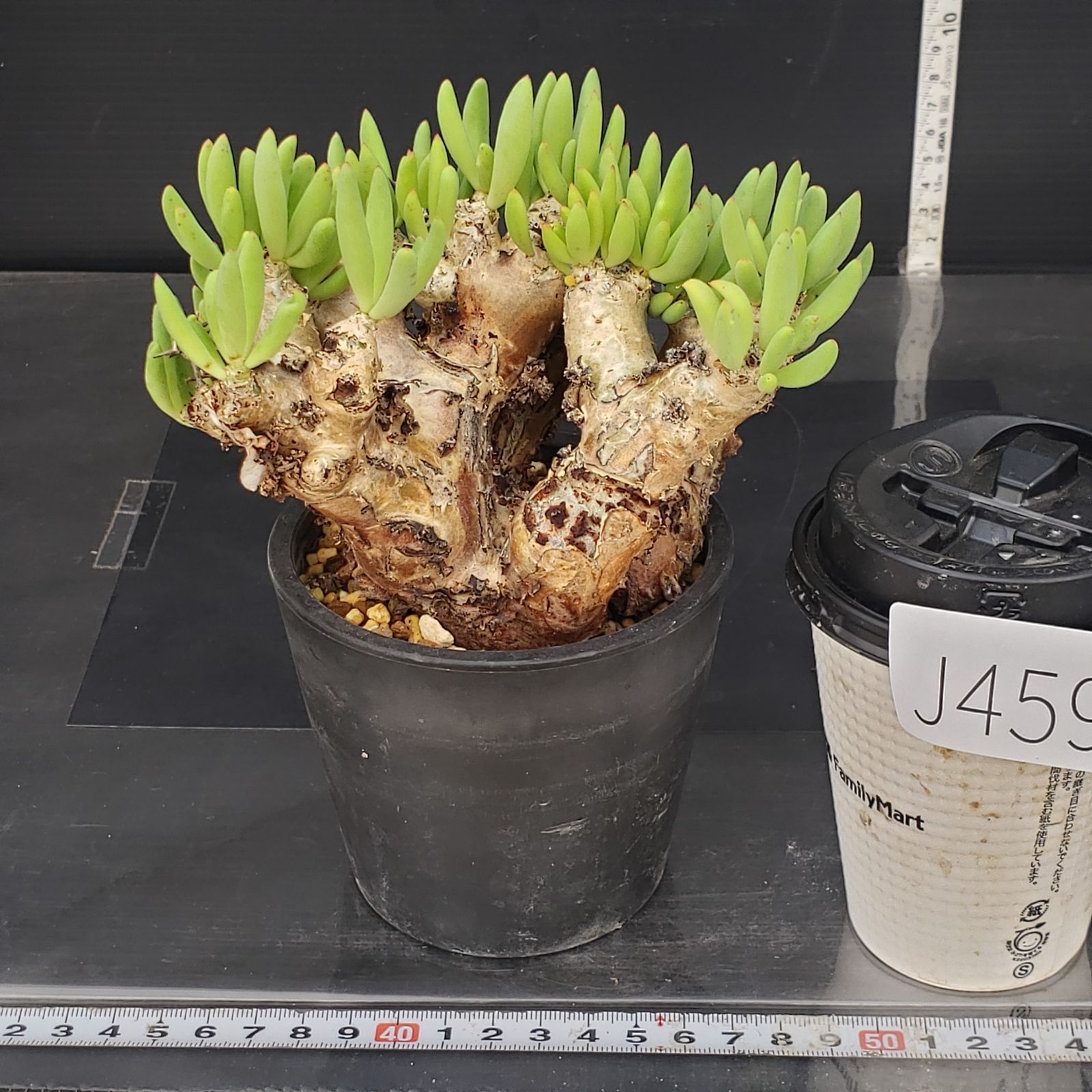 J459【自社養生株】チレコドン レティキュラータス 万物想(現地 J459【自社養生株】チレコドン レティキュラータス 万物想(現地