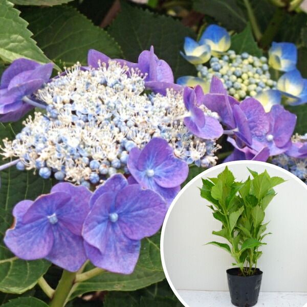 苗|苗木 40本セット ガクアジサイ 樹高0.3m前後 15cmポット 色指定なし 額紫陽花 がくあじさい 額あじさい 苗木 苗 植木 庭木 生け垣 ka 40本 40