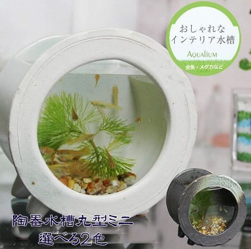 信楽焼 ２色から選べる 金魚鉢 メダカ鉢 アクアリウム ガラス 水槽 陶器水槽丸型ミニ - メルカリ