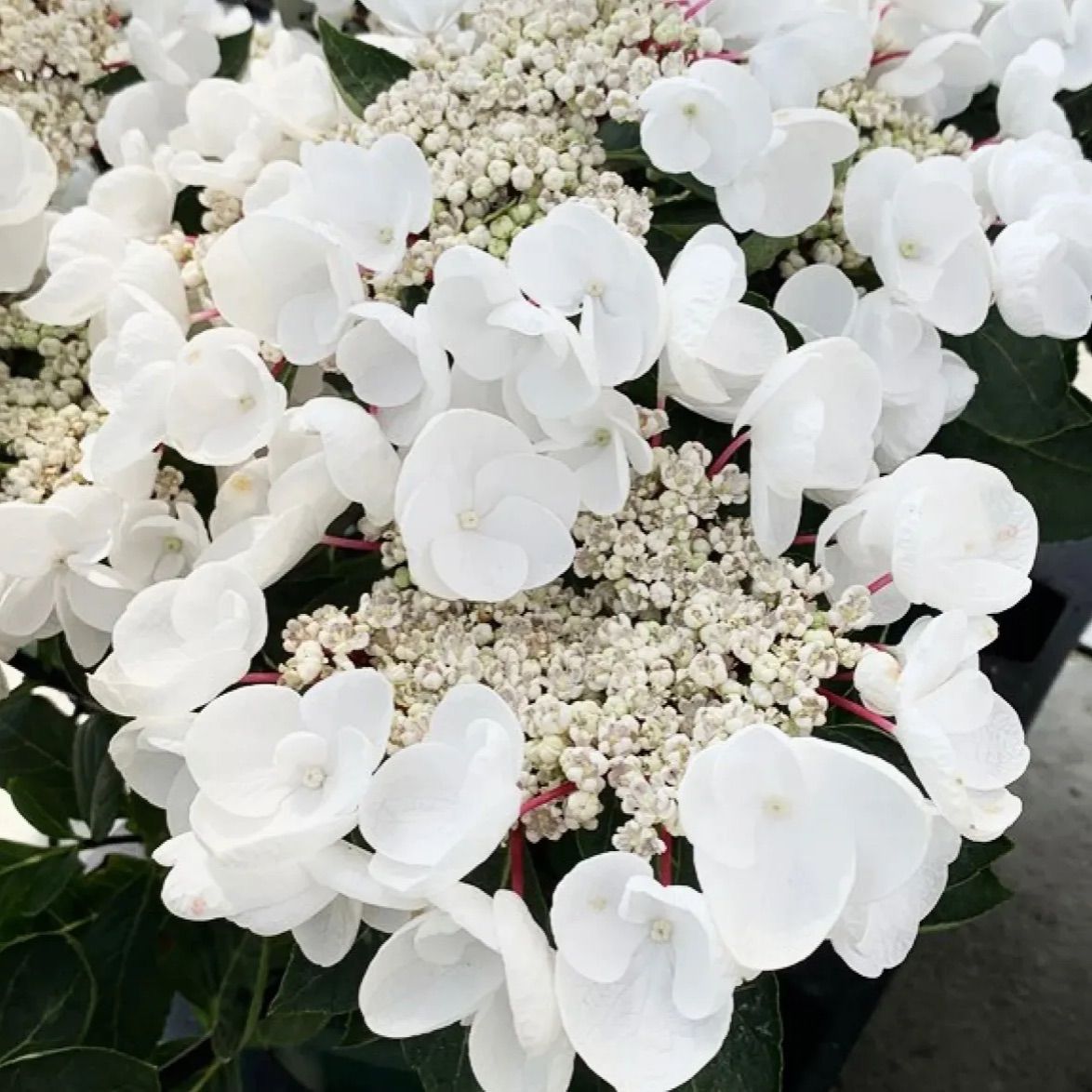 Niko様　紫陽花ブローチ　各種 紫陽花満開 | ツブヤキ。