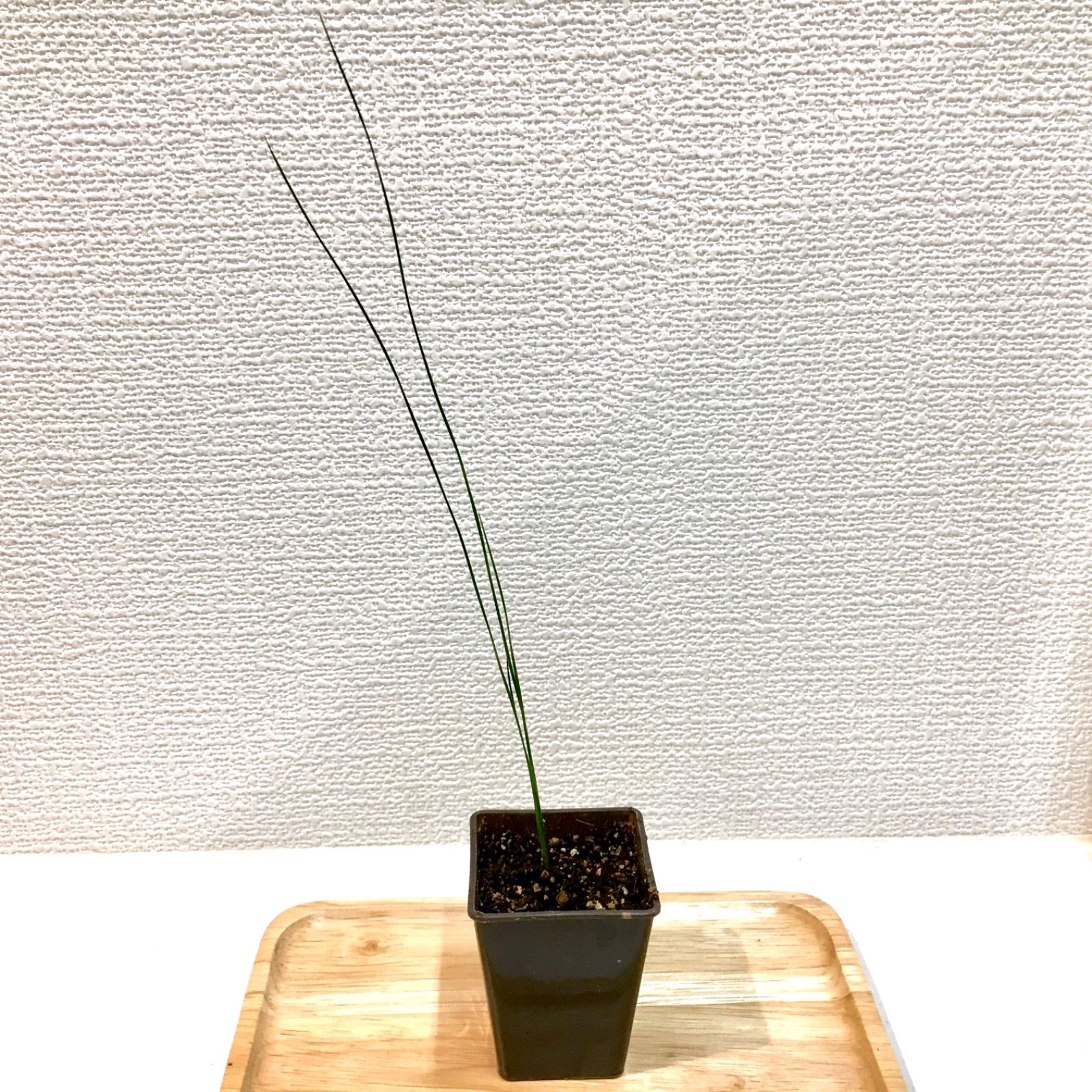 実生株】 クサントロエア グラウカ ブラックボーイ グラスツリー 