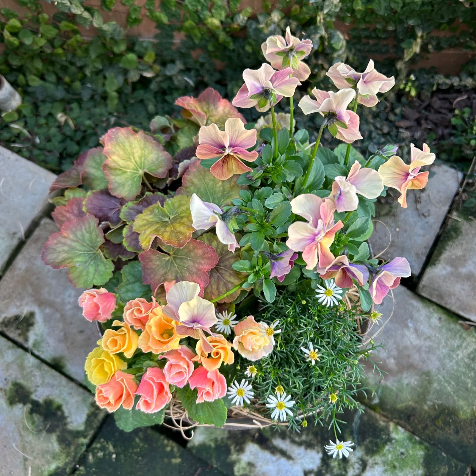 特別価格‼︎〜季節の寄せ植え〜プレミアムジュリアン☆ビオラしんしん