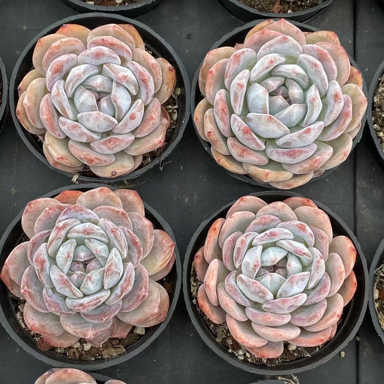 オレンジ 抜き苗