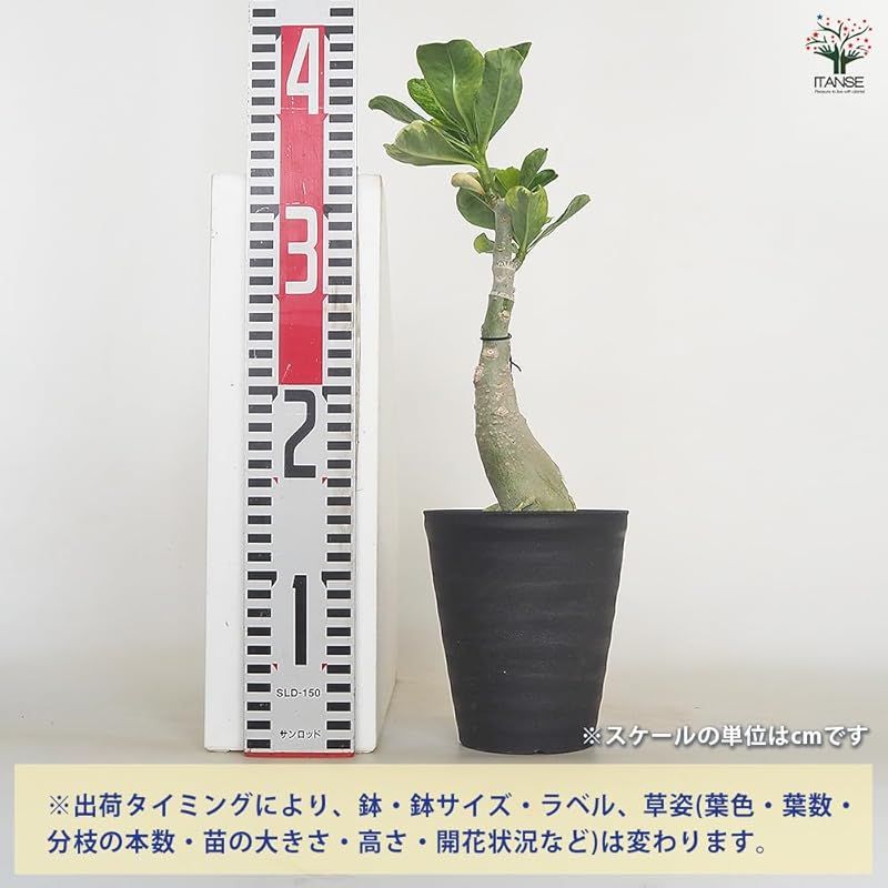 4号 1個売り