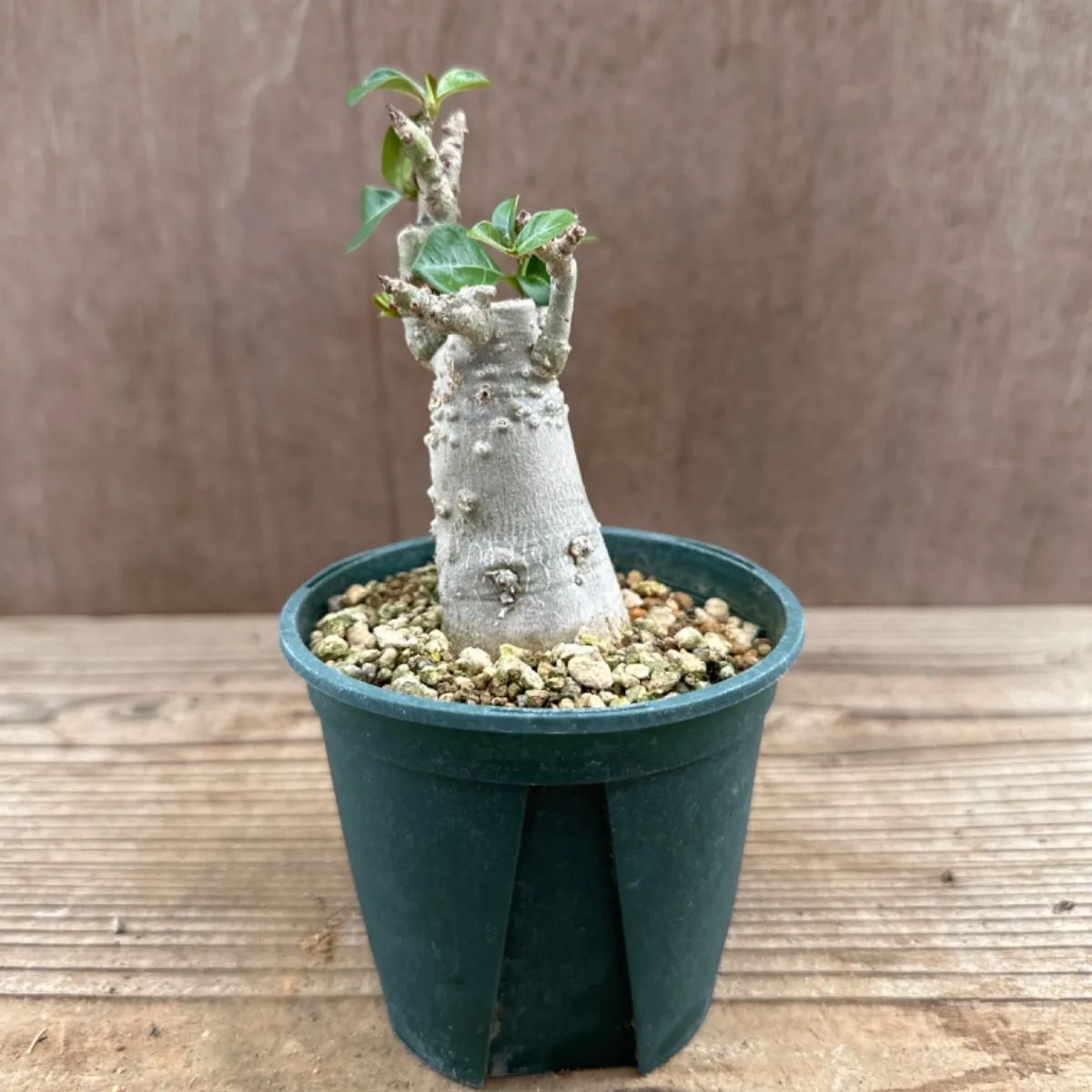 アデニウム オベスム③ Adenium obesum アデニュウム アデニューム 砂漠のバラ 現品 観葉植物 観葉 植物 珍奇植物 珍奇 珍しい レア  希少 塊根植物 塊根 コーデックス インテリア プレゼント おしゃれ かわいい ミニ 小さい グリーン