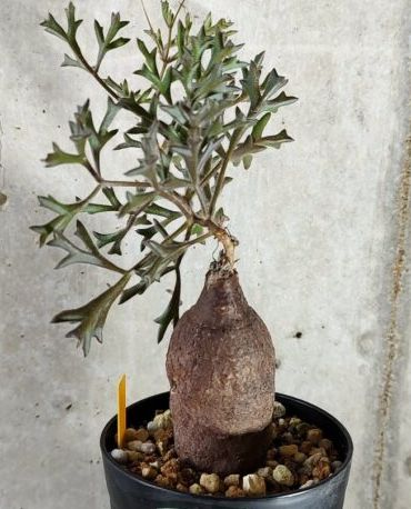 キフォステンマ モンタグナッキー 塊根植物 植物】 キフォステンマ モンタグナッキー 塊根植物 Cyphostemma