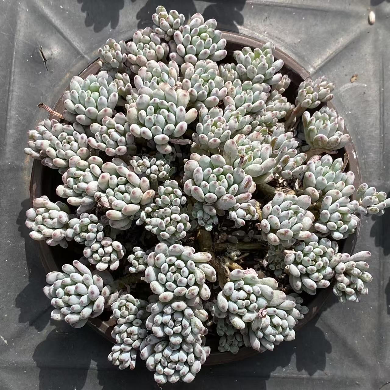 い*ご様 K1185　粉月影　70株　多肉植物 抜き苗 エケベリア 韓国苗 40株の抜き苗セット】粉月影(単頭) 多肉植物 佐川急便発送