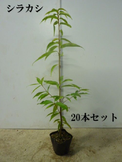 20本セット シラカシ樹高0.5m前後10.5cmポット