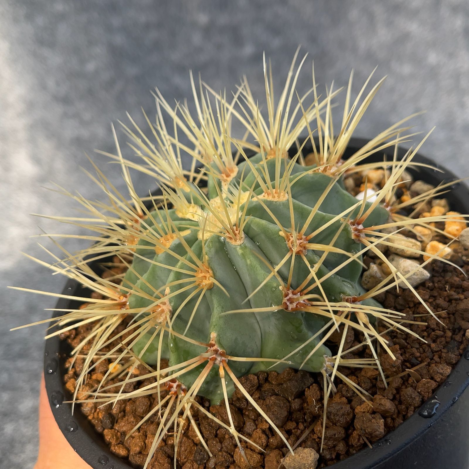 u*8様 王冠竜 10号鉢 佐川急便発送込 王冠竜 10号鉢 佐川急便発送代込 u*8様 王冠竜