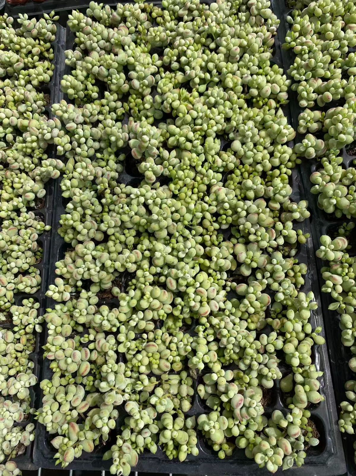 新入荷 達磨 ZM398×105苗 土付き 多肉植物 詰め合わせ