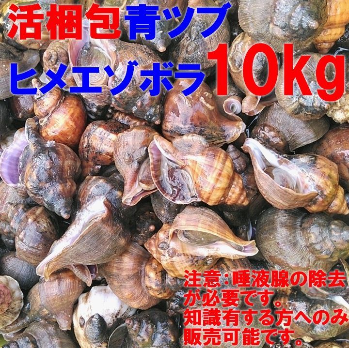 店長自ら漁獲！青ツブ貝 青つぶ貝 宮城県産 ヒメエゾボラ １０kg 漁師直送品