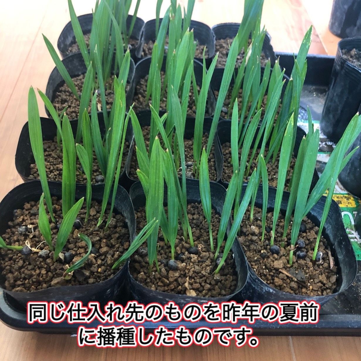 人気の福袋 【予約販売】本 新品、未使用 サバルヤシ 種 sabal