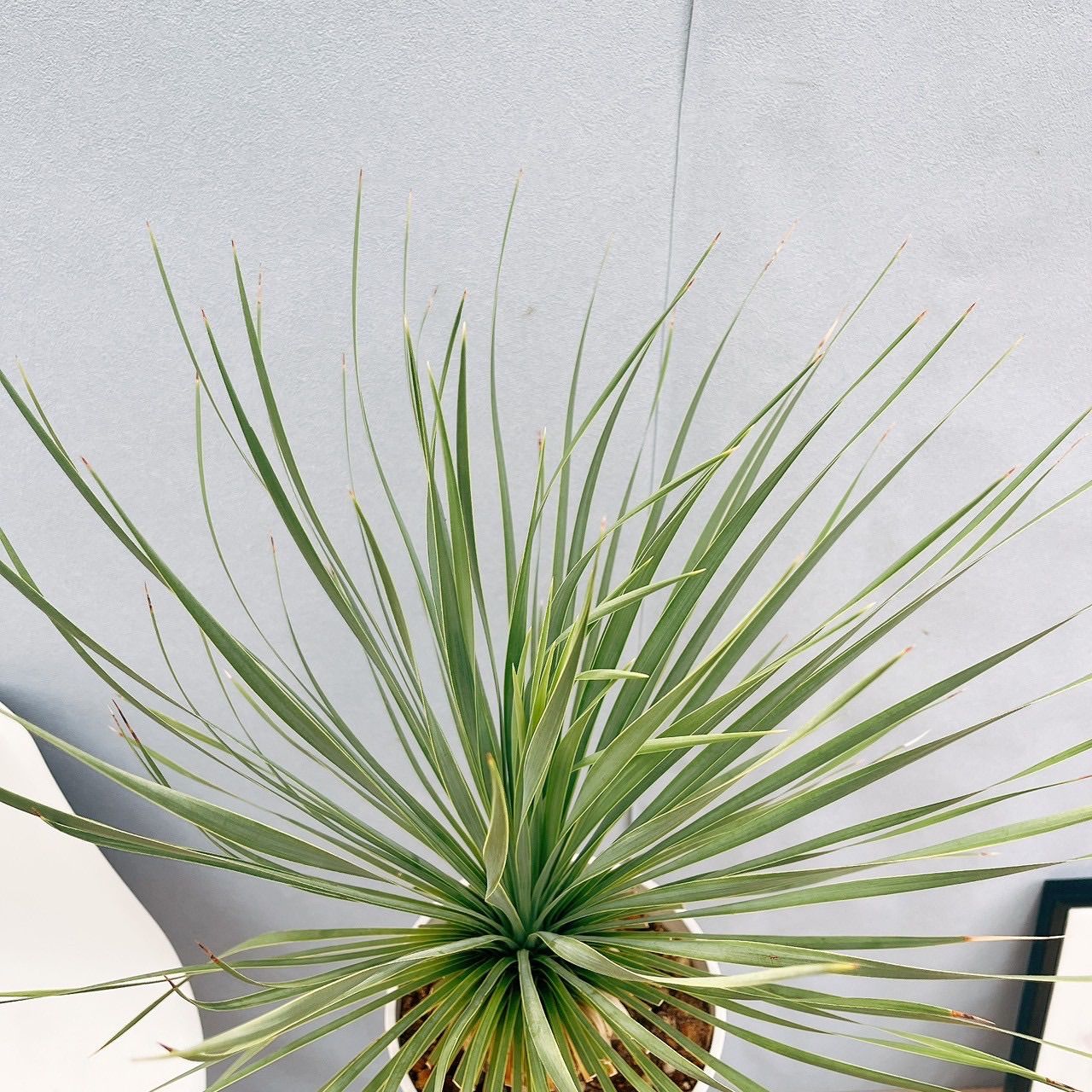 現品］30番 ユッカ ロストラータ サファイアスカイズ 7号 レア 屋外