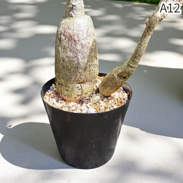 × ムーンライト｜塊根風