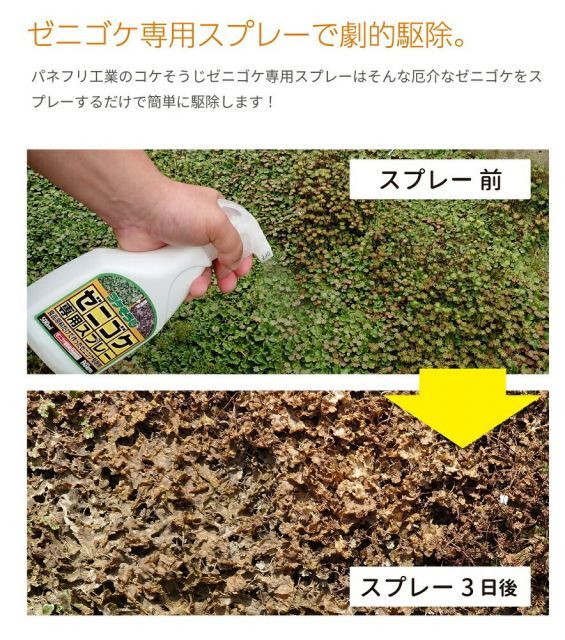 ゼニゴケ 濃縮液タイプ