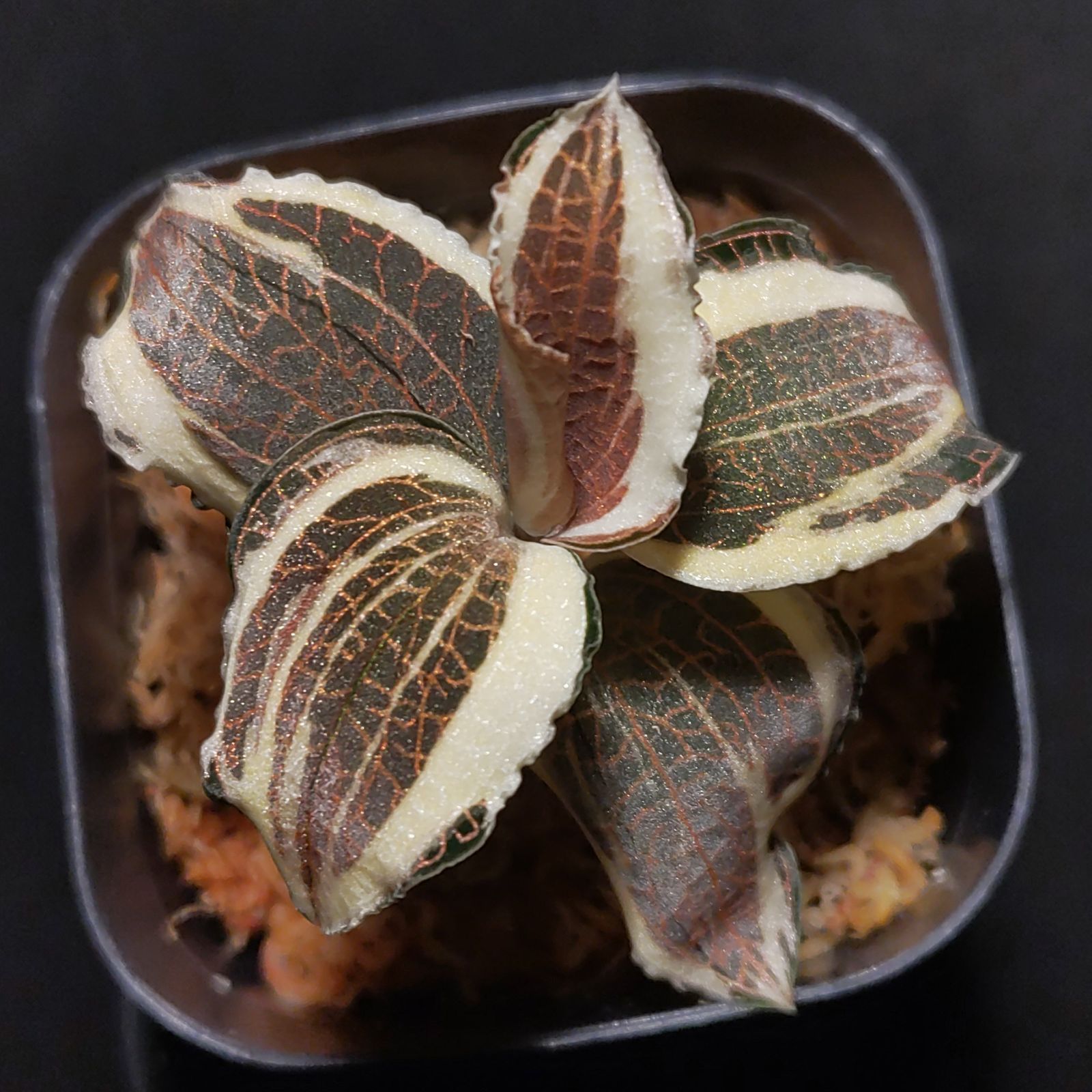 アネクトキルス ロクスバーギー 斑入 ジュエルオーキッド