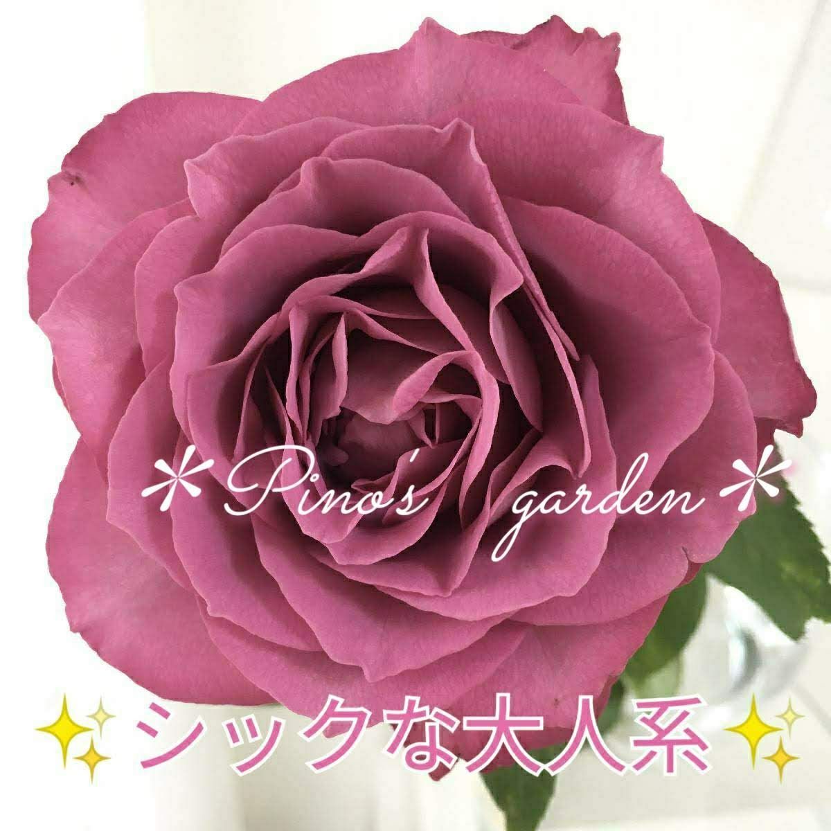 1苗のみ！✨大人くすみパープル系✨ 切り花品種 バラ苗 挿し木 - メルカリ