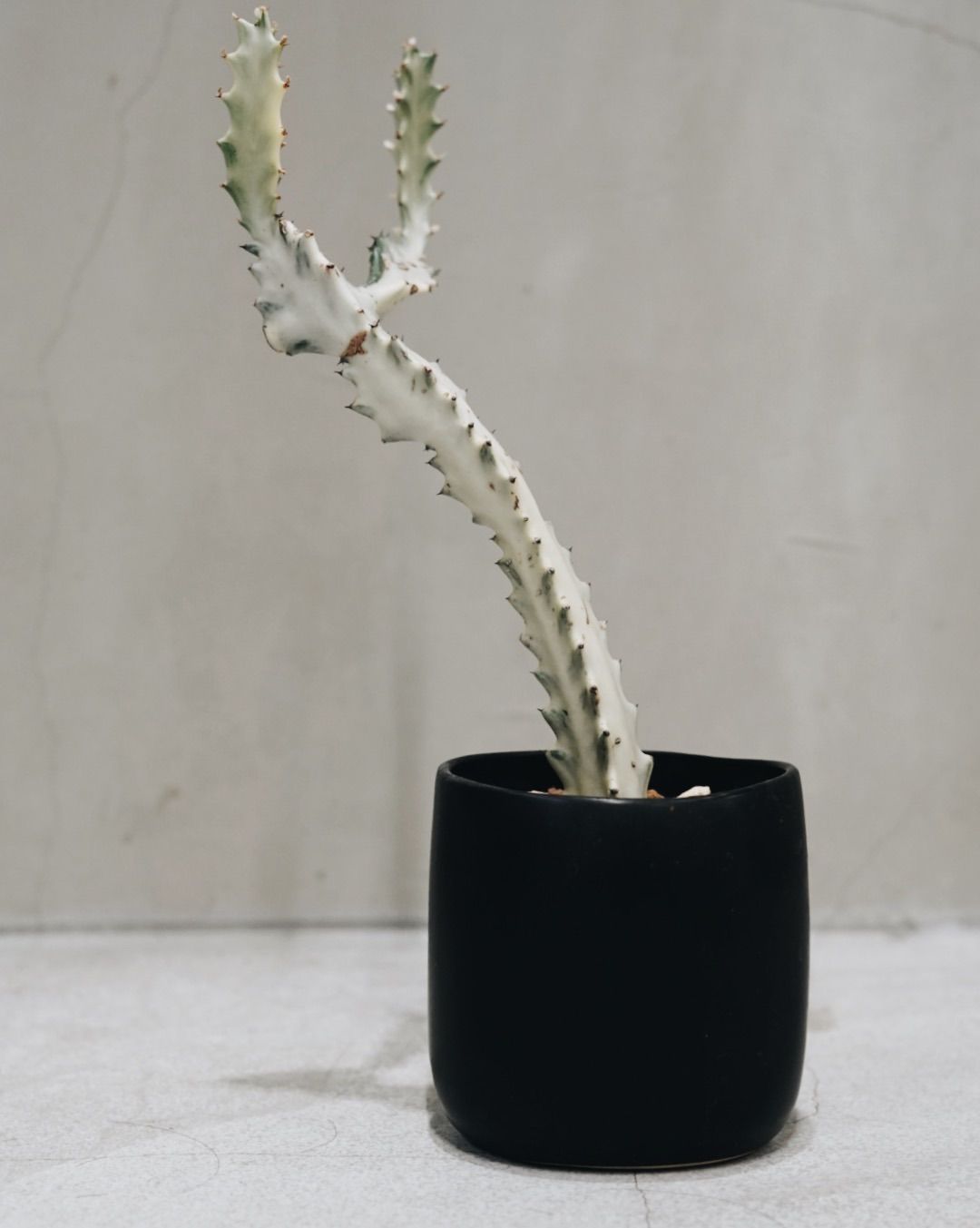 Euphorbia White Ghost ユーフォルビア・ホワイトゴースト
