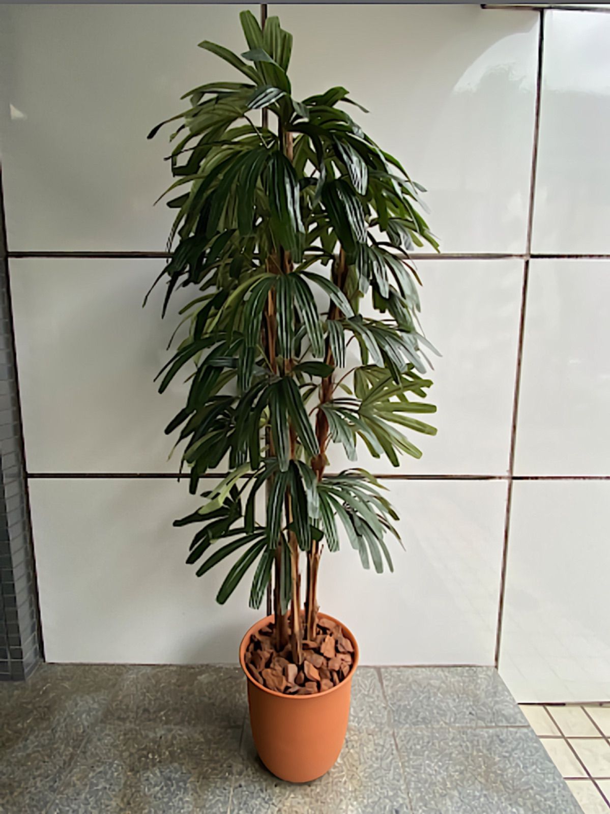 \"ドリーミーアサヒ\"　大株　フィカス　エラスティカ　\"アサヒゴム\" フィカス エラスティカ アサヒ、アサヒゴム(親株：ドリーミーアサヒ)