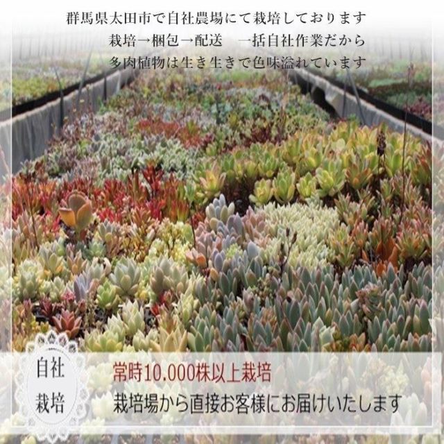宮殿の寄せ植え ブルー yo47 たにく 多肉植物 寄せ植え 新築祝い 開店