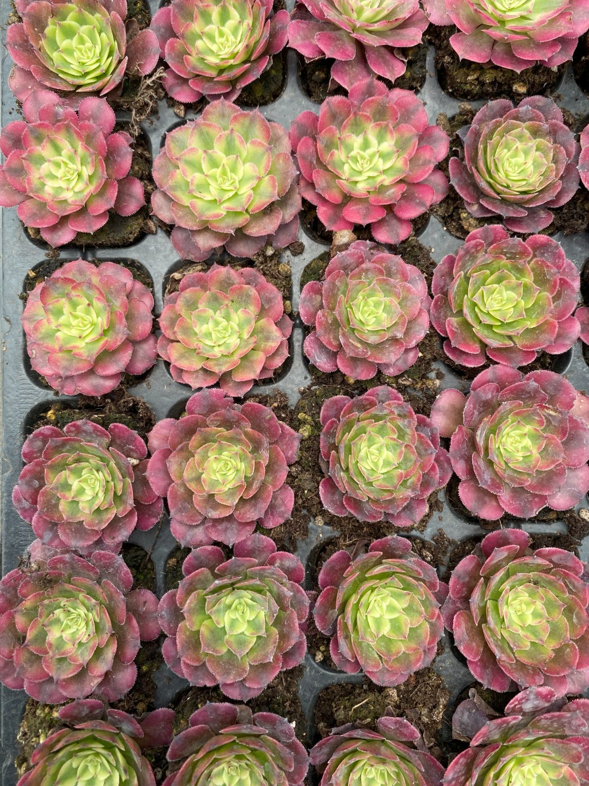 新発売 ZM100 紅銅壺錦 72苗セット 土と根付き 多肉植物