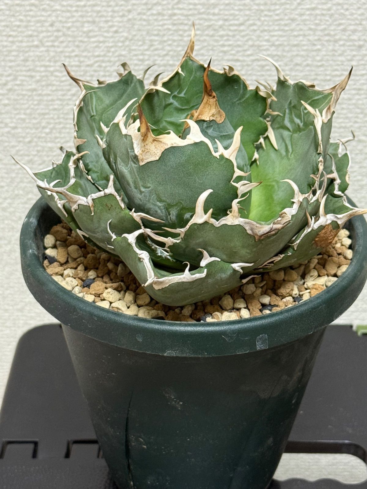 子株 アガベ COK01｜丸葉・低重心系の美形株（抜き苗） 初めてのアガベ