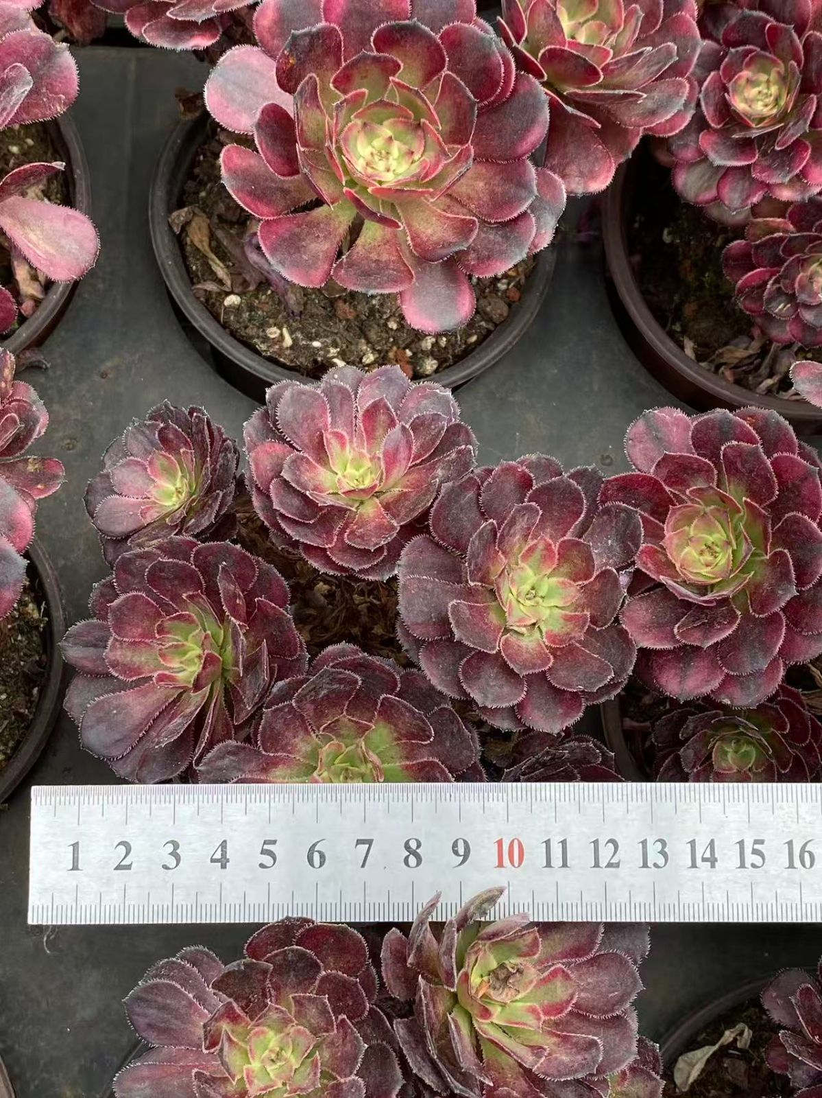 多肉植物 アエオニウム