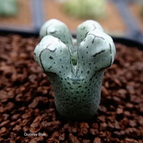 コノフィツム ツリゲルム turrigerum EVJ.S.N 特選 株分け Yahoo