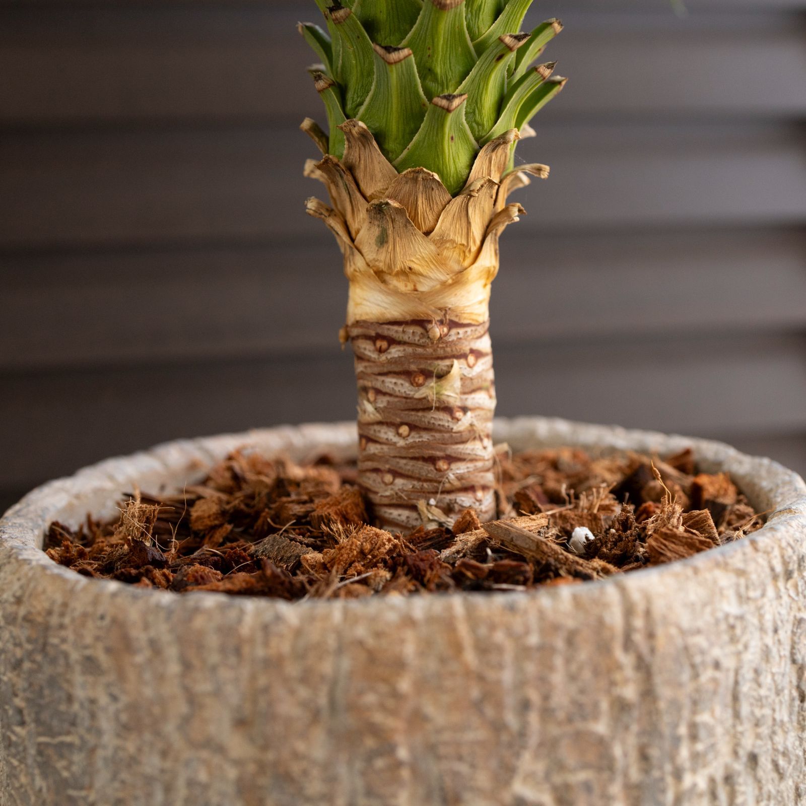 三足鼎 双耳九龍熏香炉 彫刻 置物 開運 金運 風水 工芸品 美術品 近代