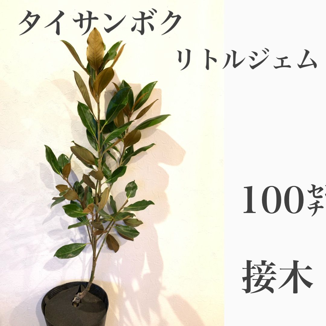 タイサンボク リトルジェム 苗木・大苗③ ☆接木 ☆数限定！ - メルカリ