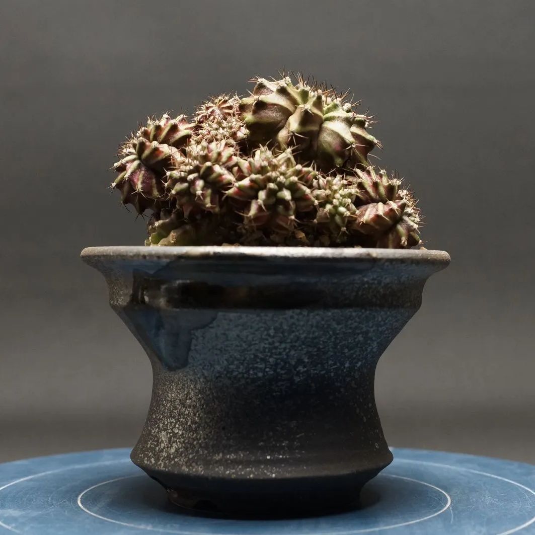 Gymnocalycium ギムノカリキウム T-REX 管理2219