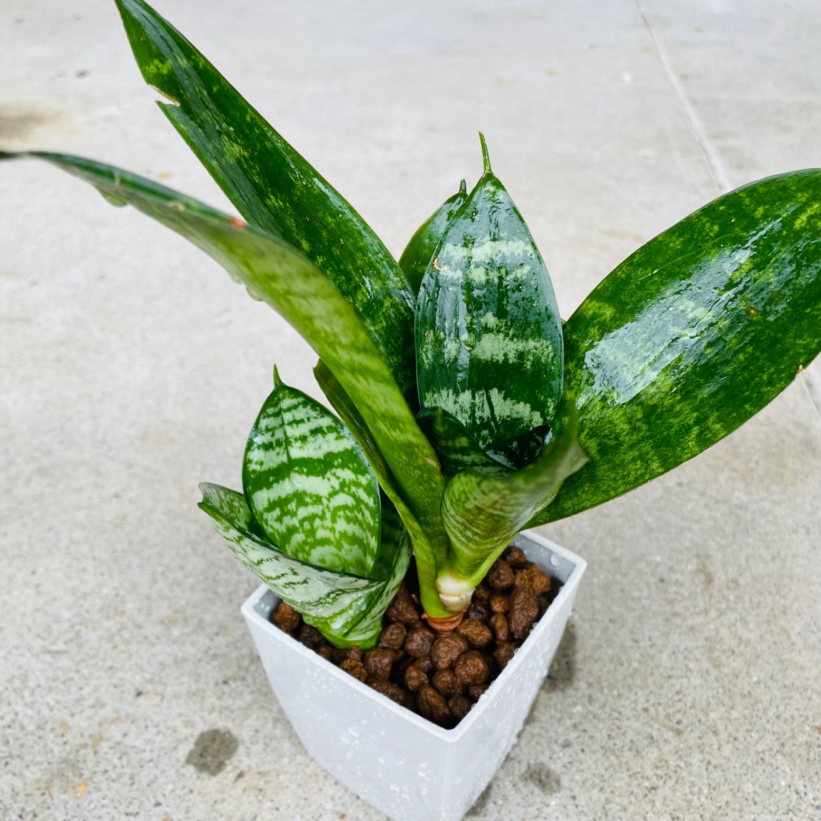 サンスベリアハニー空気清浄多肉植物観葉植物 - 観葉植物