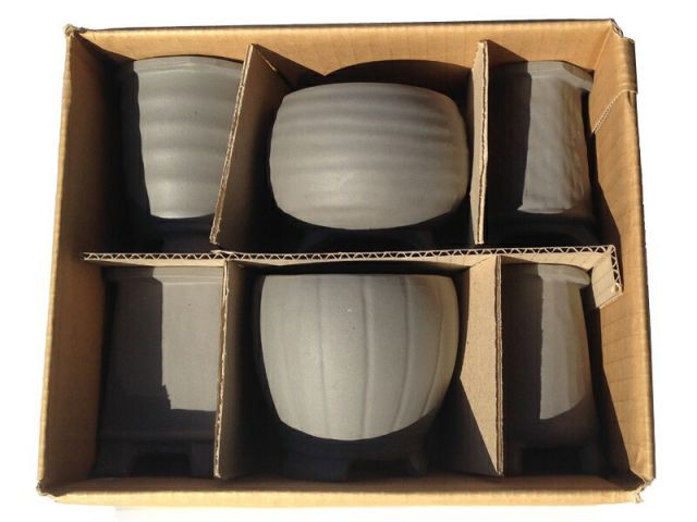 ビカクシダ FWSQ 長期養生株