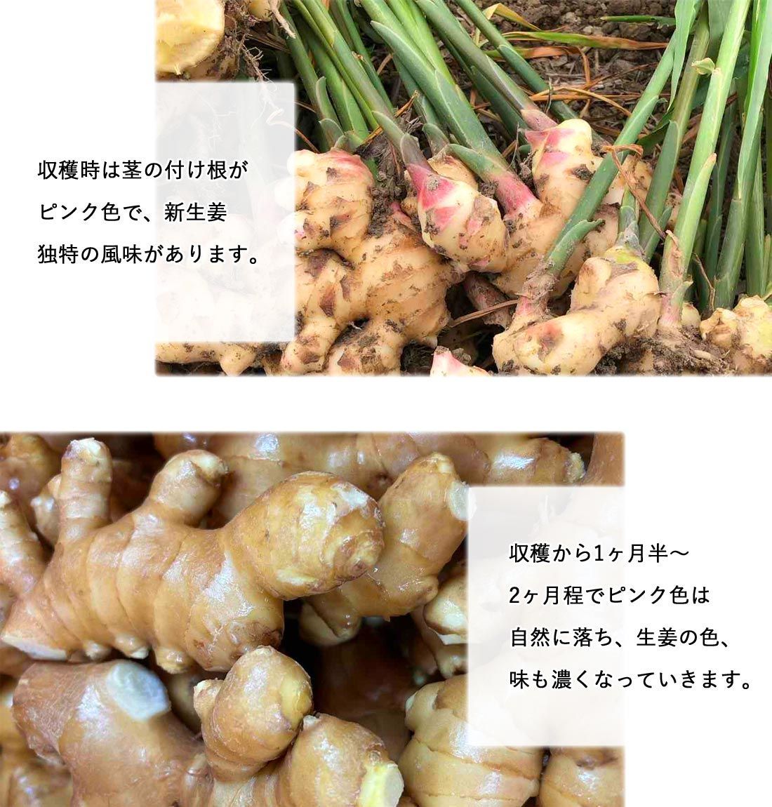 しょうが 農家直送