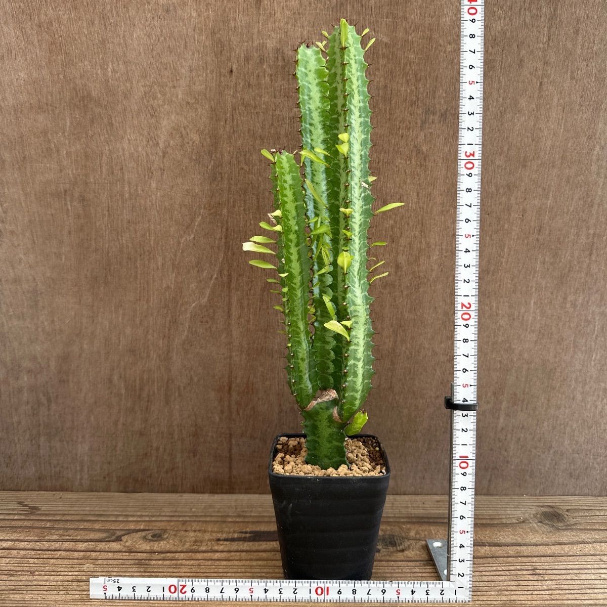 【超珍品】ユ一フォルビア　アブデルクリ 群生 超大株 超珍品】ユ一フォルビア アブデルクリ 群生 超大株 超珍品】ユ一