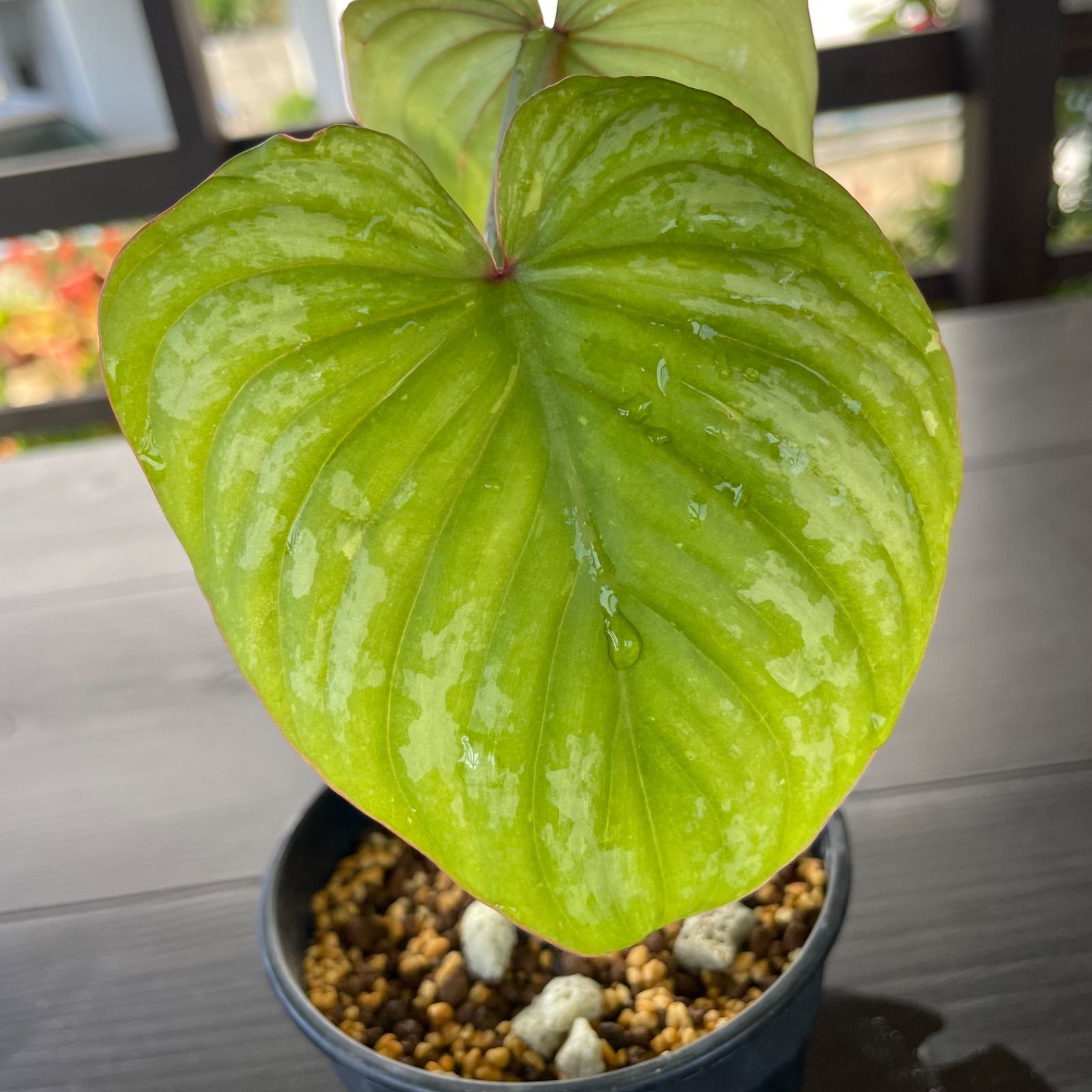 美株レア観葉植物】フィロデンドロンマーメイシルバー - メルカリ