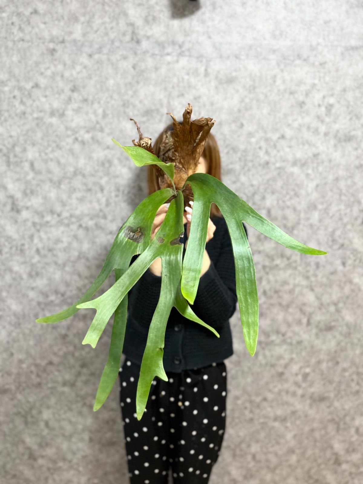 ▽P.willinckii Wild East Java▽ B89 ウィリンキー ワイルド