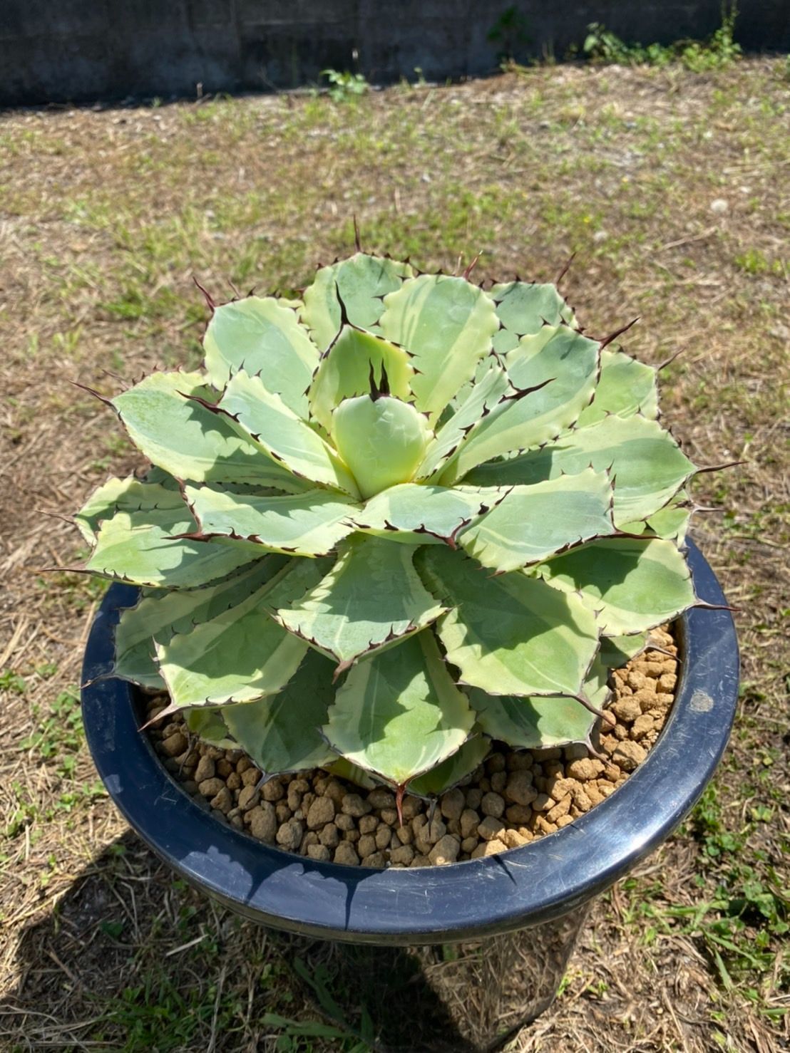 アガべ サルミアナ フェロックス リップルエフェクト 1 1枚目親株