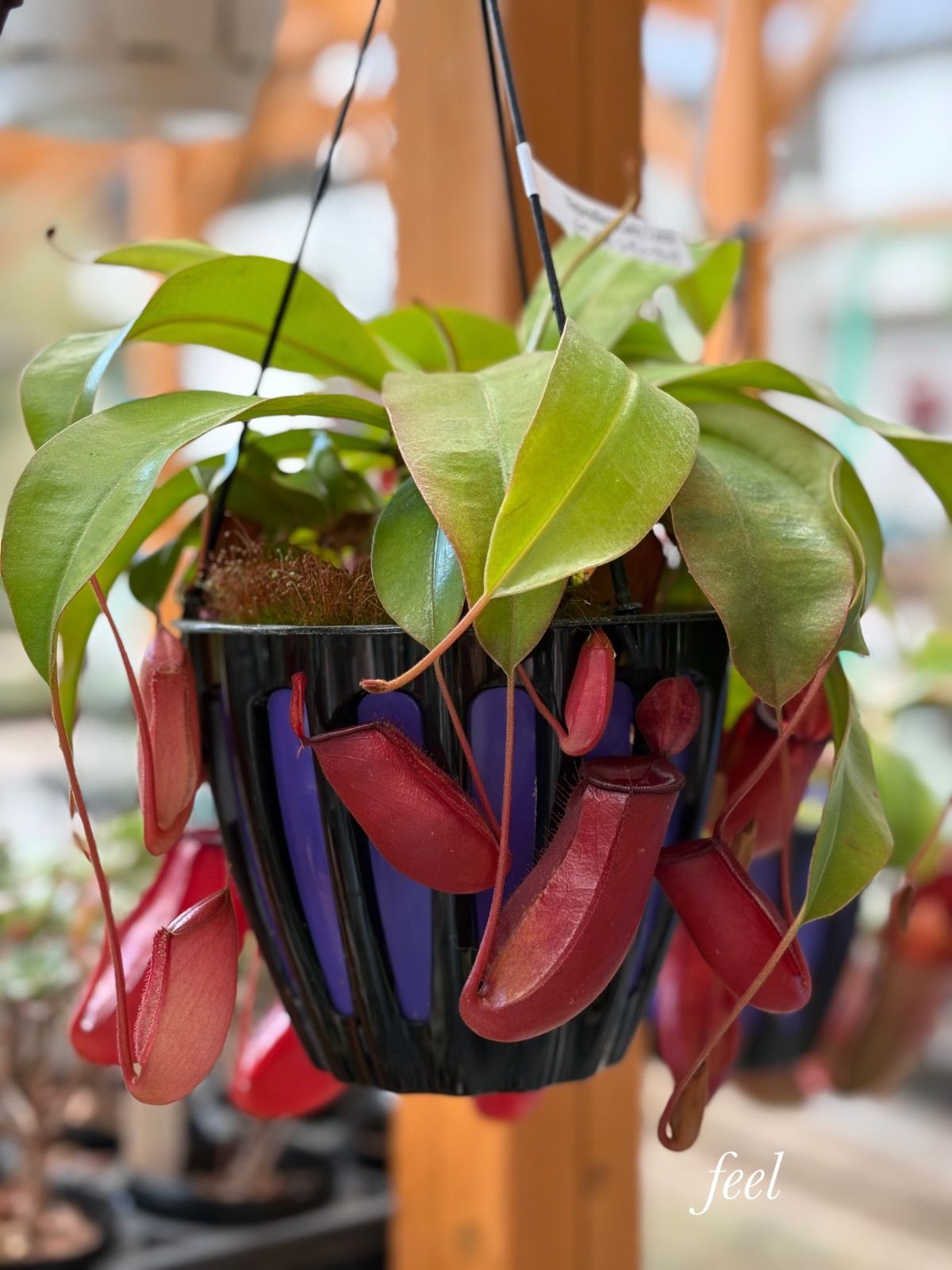 食虫植物 ネペンテス レディーラック ネペンテス：レディラック 5号