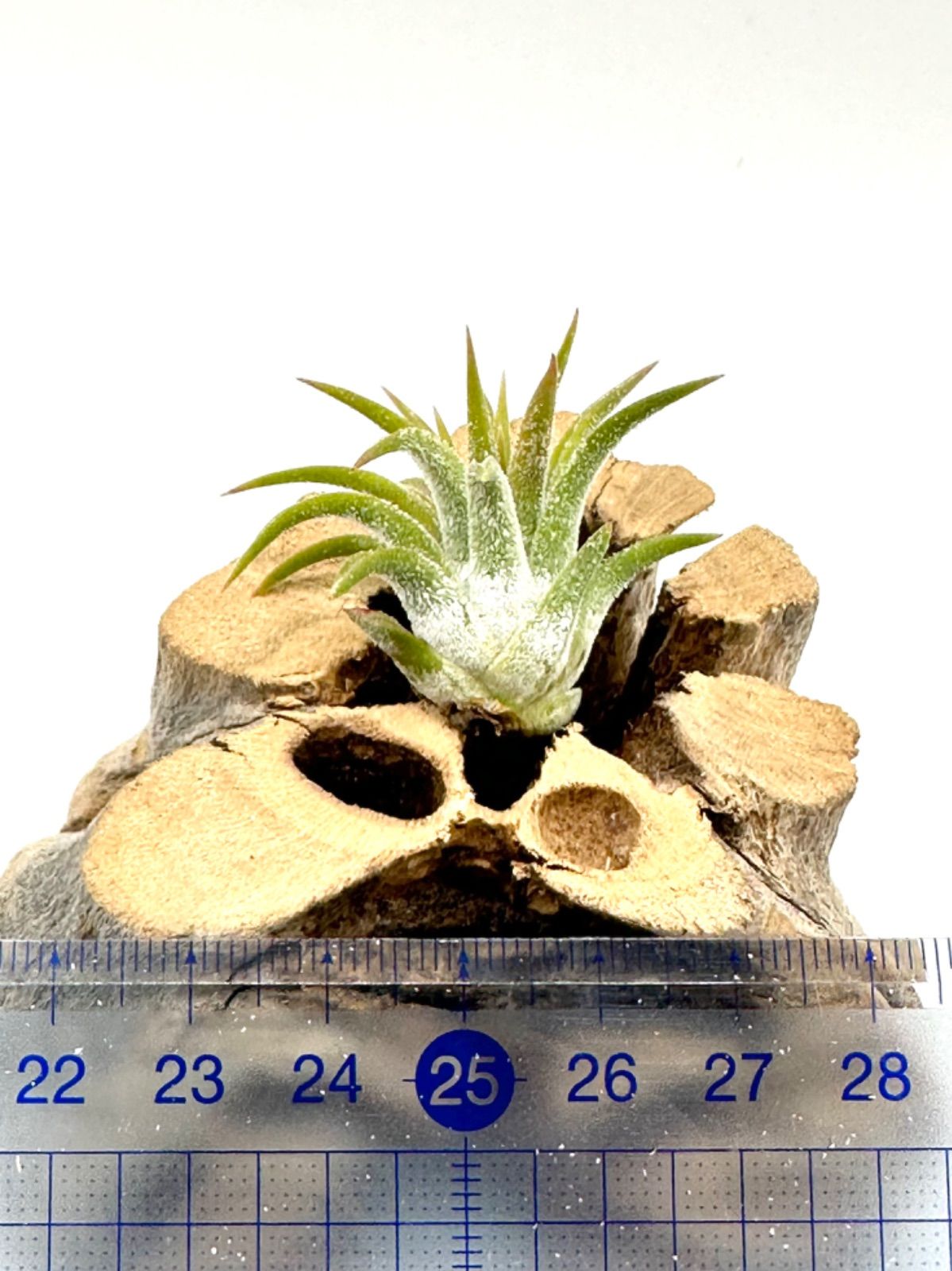 イオナンタ オレンジ Tillandsia ionantha Orange - メルカリ