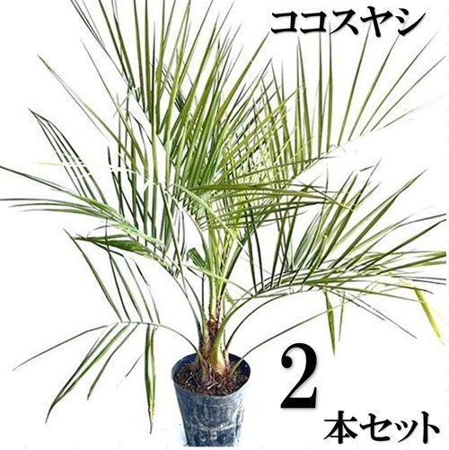 2本セット ココスヤシ0.8m前後21cmポット
