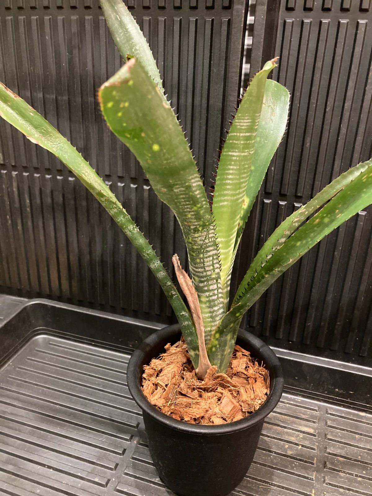 ブロメリア・エアープランツ Billbergia Toneprai Polaris ビルベルギア Billbergia Toneprai Polaris - メルカリ