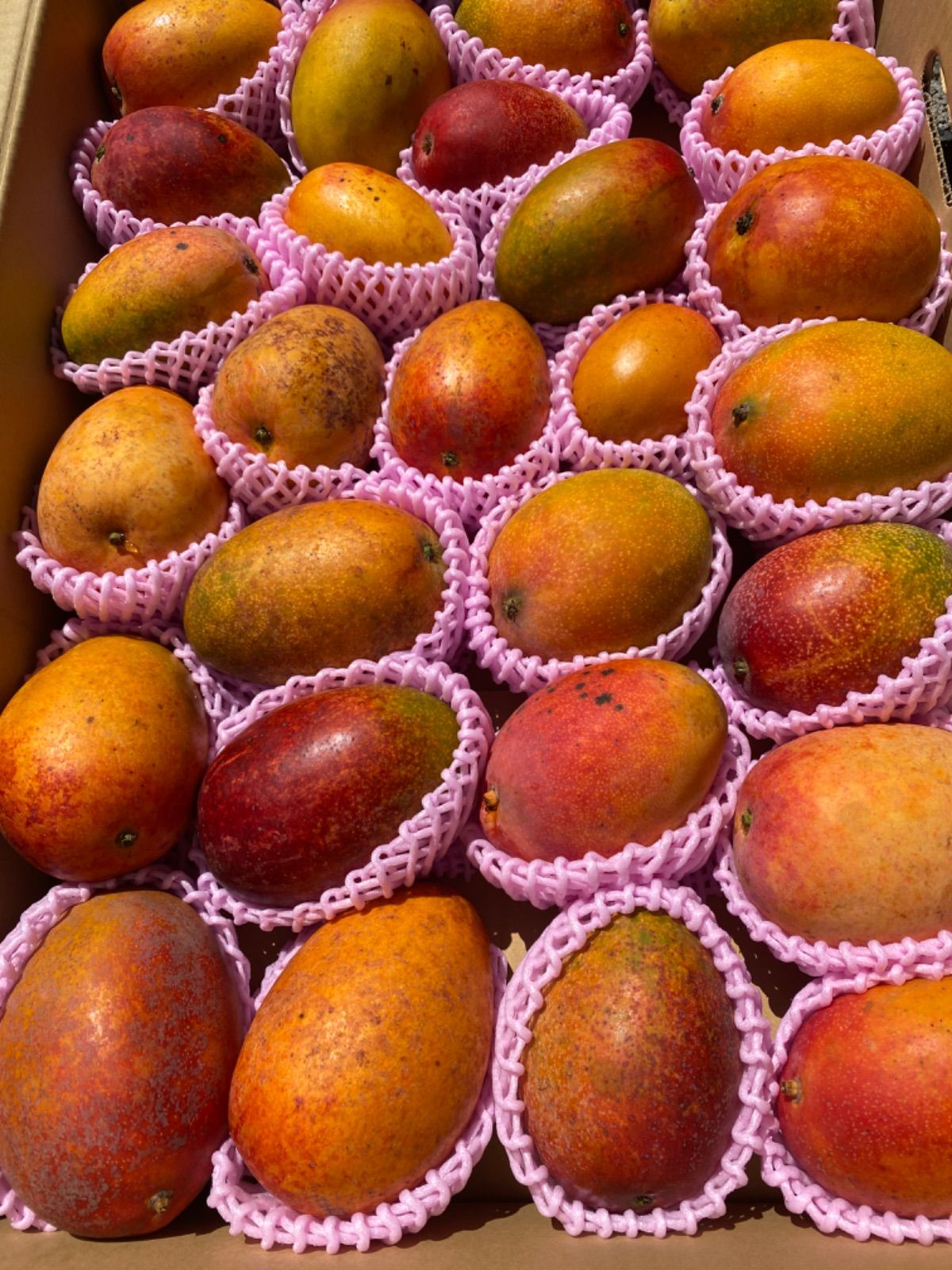 ✏おいしい野菜研究室✏様専用 【公式通販】