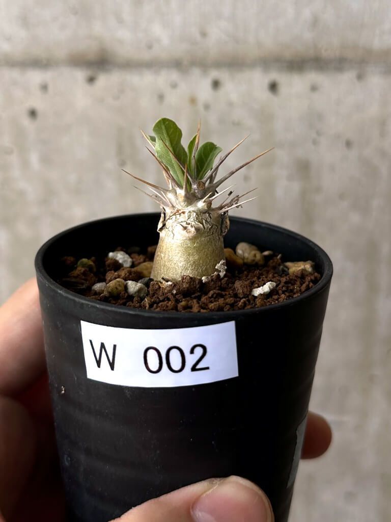 パキポディウム レアリー ル*ス様 種子 20粒 パキポディウム レアリー