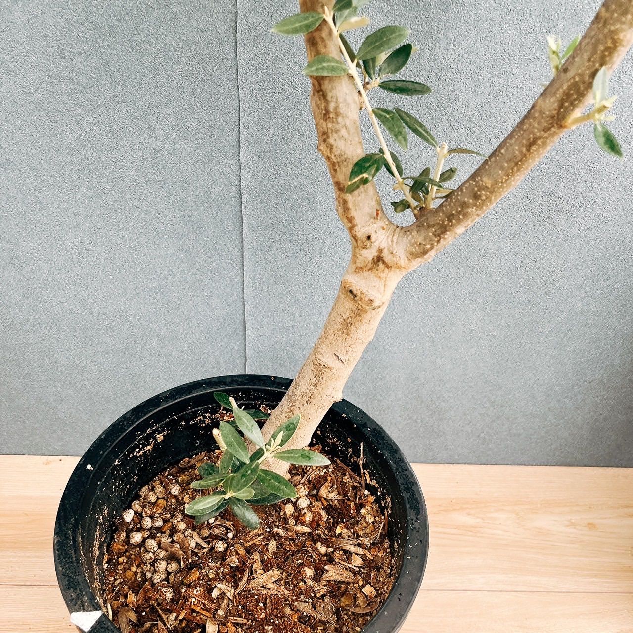 現品］【希少】91番 創樹 オリーブ セントキャサリン 8号 観葉