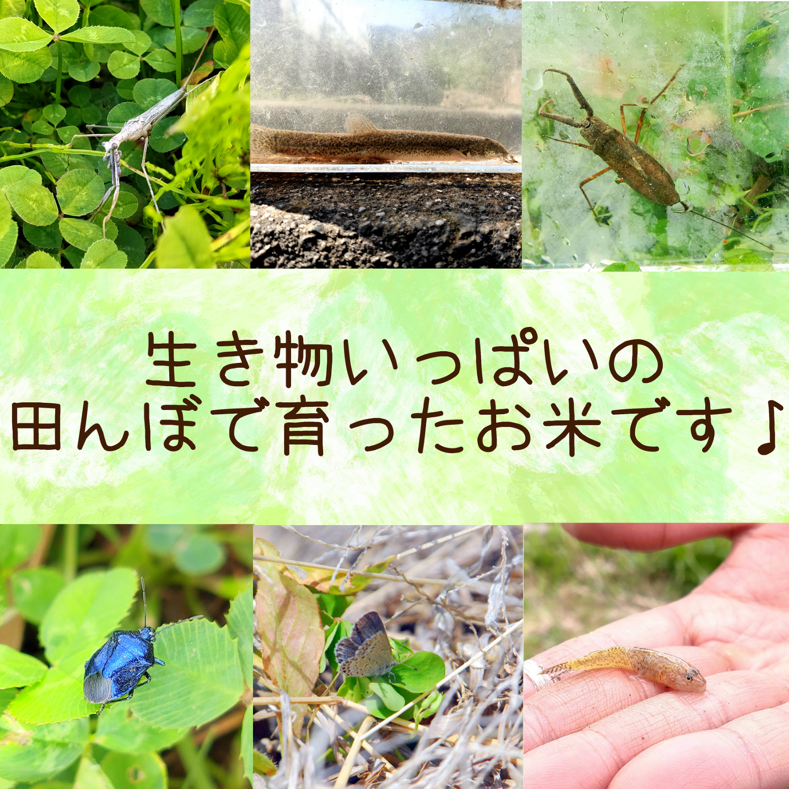 ～兜の舞～農薬不使用 カブトエビ農法 玄米or精米 5kg