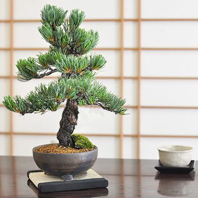 鬼無の盆栽 五葉松 12,121円